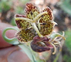 Fritillaria pinetorum