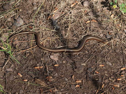 Greek Slowworm, West Greece, Peloponnese, Western Greece and the Ionian Islands, GR, photo 10 of 10