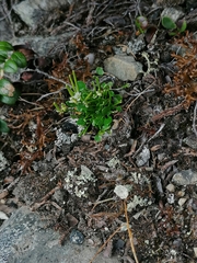 Cardamine bellidifolia