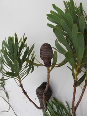 Leucadendron platyspermum