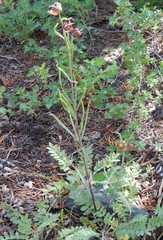Fritillaria pinetorum