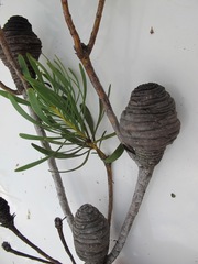 Leucadendron platyspermum