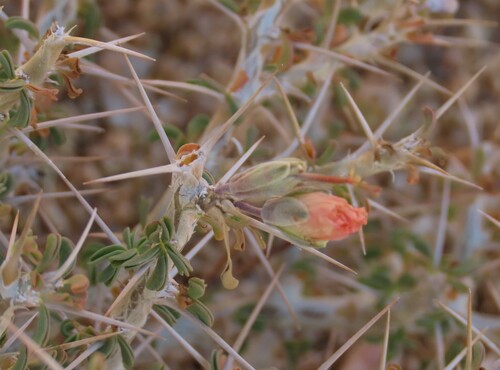 Monsonia salmoniflora