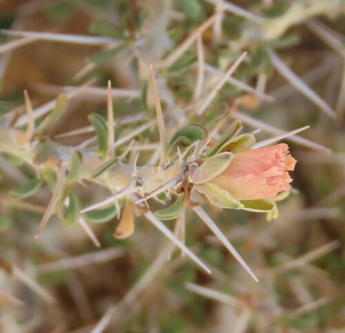 Monsonia salmoniflora