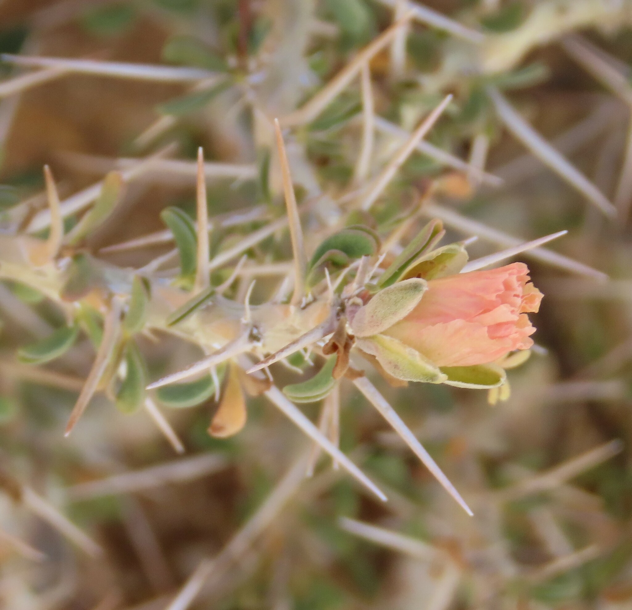 Monsonia salmoniflora