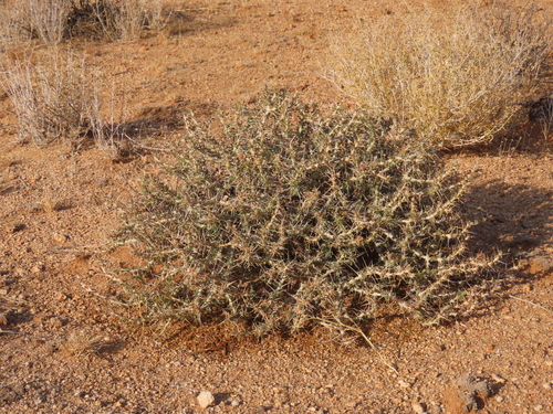 Monsonia salmoniflora