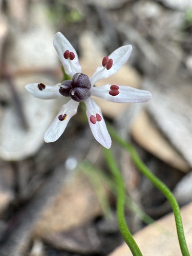 Wurmbea sinora (Wurmbea sinora)