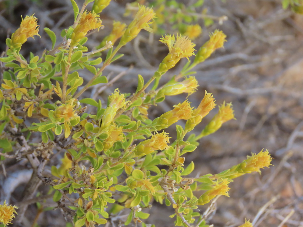 Pteronia polygalifolia