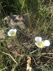 Calochortus gunnisonii