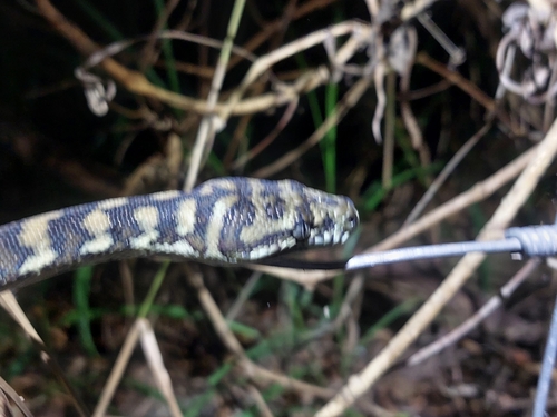Coastal Carpet Python sighting