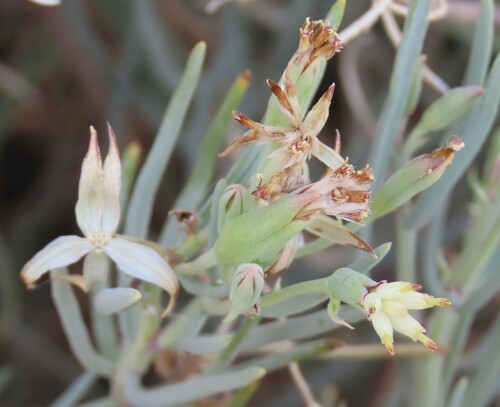 Gariep Fluffbush (Lopholaena cneorifolia)