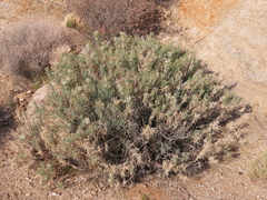 Lopholaena cneorifolia, photograph author not stated, no rights reserved