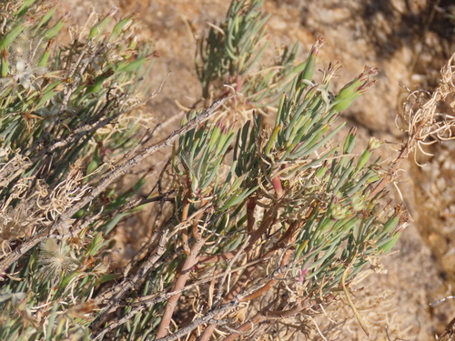 Image of Lopholaena cneorifolia by no rights reserved