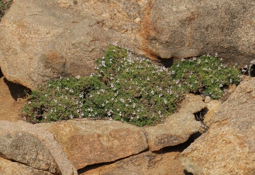 Pelargonium xerophyton, photograph 4