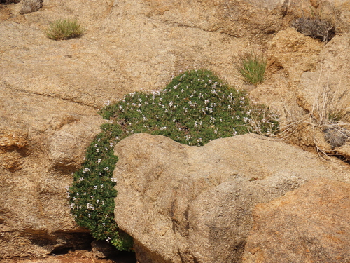 Pelargonium xerophyton, photograph 6