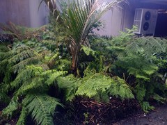 Dennstaedtia davallioides