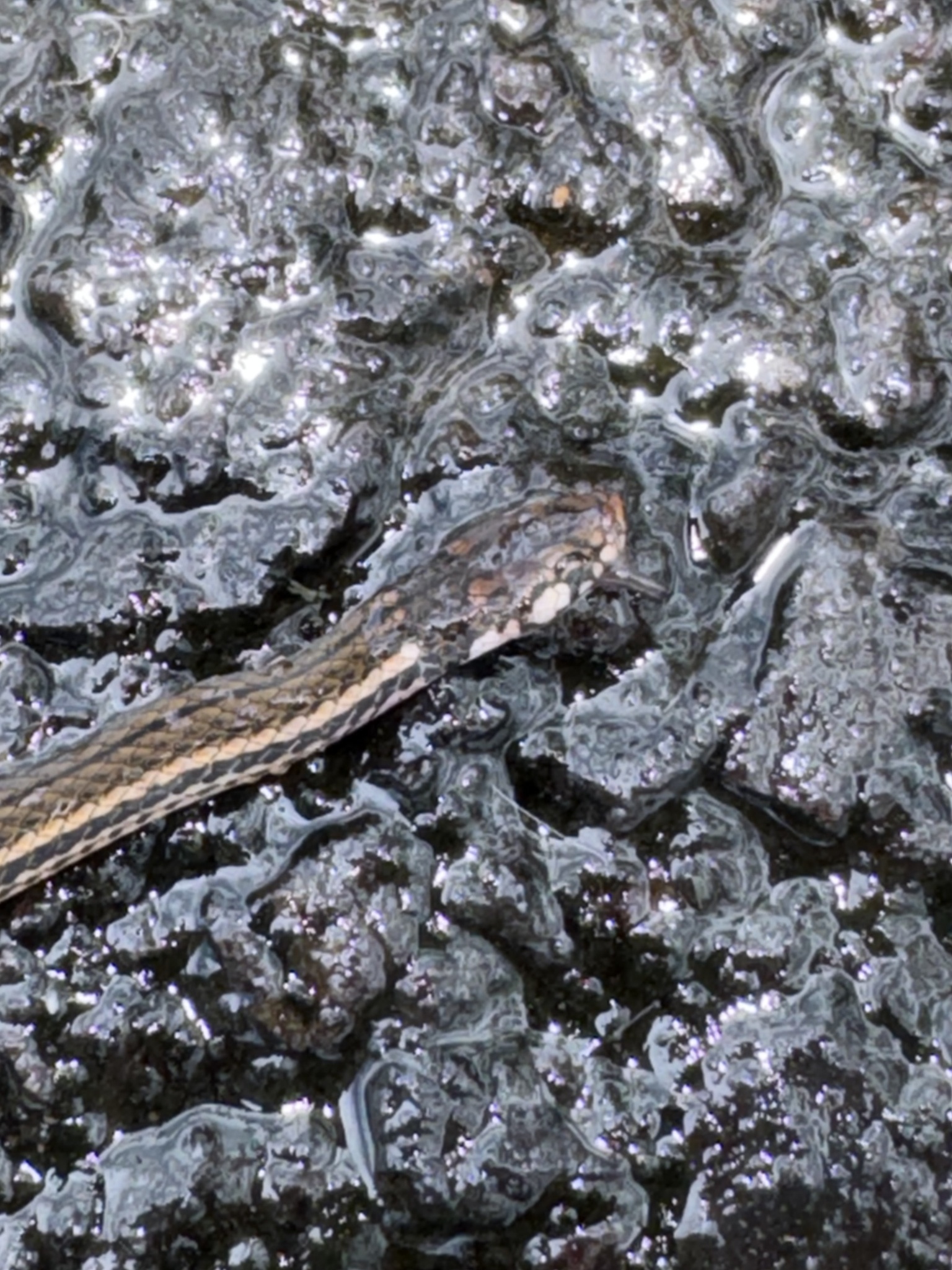 Litter Snake photo 8