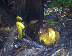 Dennstaedtia davallioides