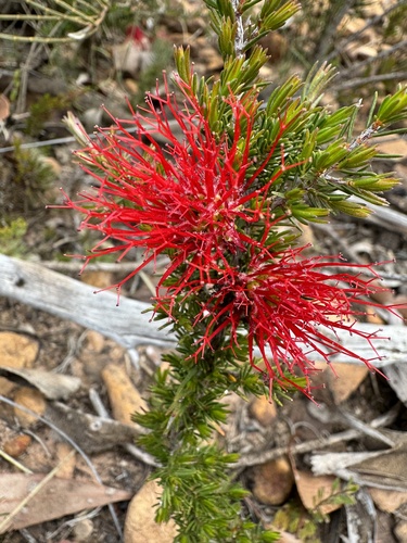 Image of Melaleuca cyrtodonta by (c) Tyler Anthony, some rights reserved (CC BY)