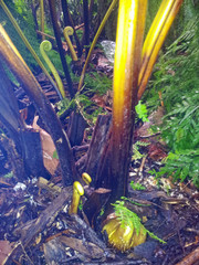 Dennstaedtia davallioides