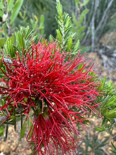 Image of Melaleuca cyrtodonta by (c) Tyler Anthony, some rights reserved (CC BY)