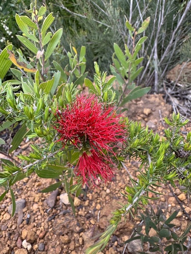 Image of Melaleuca cyrtodonta by (c) Tyler Anthony, some rights reserved (CC BY)