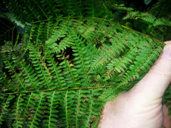 Dennstaedtia davallioides