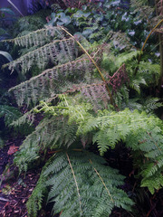 Dennstaedtia davallioides
