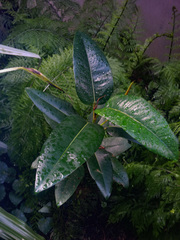 Ficus macrophylla macrophylla