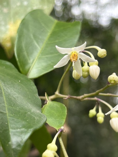 Solanum odoriferum