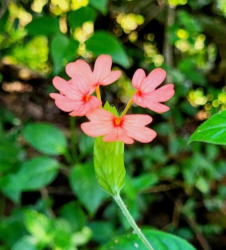 Crossandra nilotica iNat (2)
