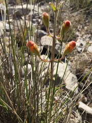 Aureolaria greggii