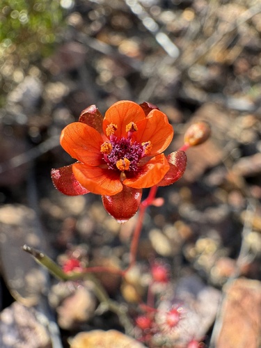 Drosera microphylla