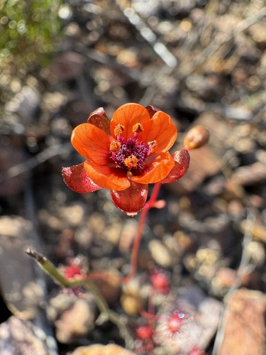 Drosera microphylla