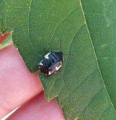 Tritomegas sexmaculatus
