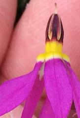 Primula pauciflora pauciflora