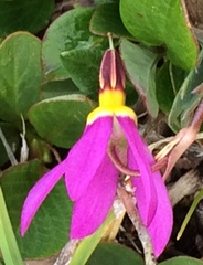 Primula pauciflora pauciflora