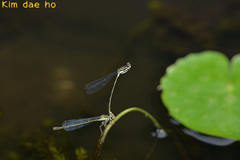 Platycnemis phyllopoda