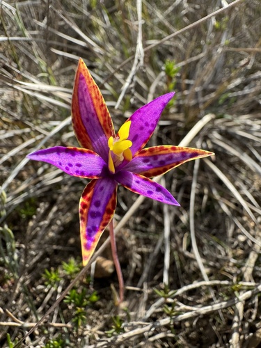 Image of Thelymitra speciosa by (c) Tyler Anthony, some rights reserved (CC BY)