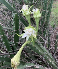 Acanthocereus