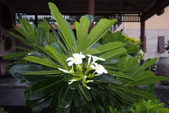 Plumeria obtusa