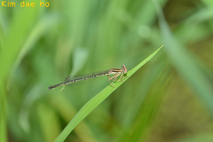 Platycnemis phyllopoda