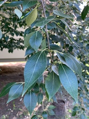 Populus simonii