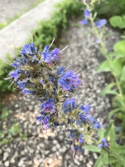 Echium vulgare