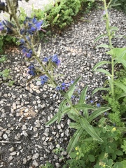 Echium vulgare