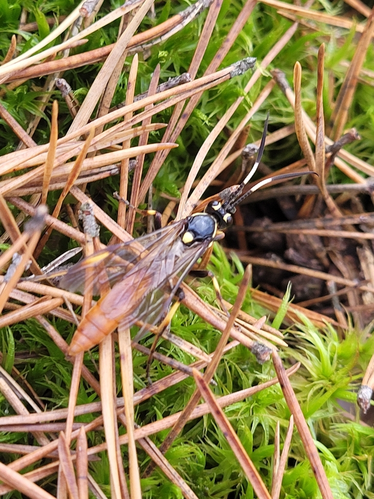 Protichneumon pisorius