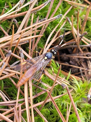 Protichneumon pisorius