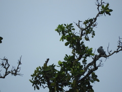 Ducula pistrinaria