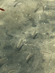 Trachinotus falcatus