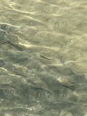 Trachinotus falcatus